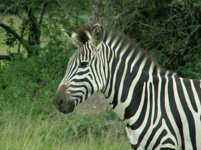 Lake Mburo National Park